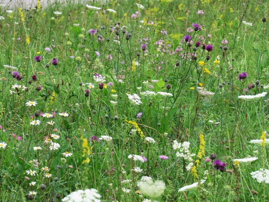 100 g – sausa līdz mēreni mitra krāšņi ziedoša pļava (sēklu maisījums Nr.2)